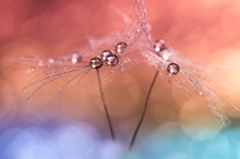 Beautiful Dew Drops On A Dandelion Seed Macro. Beautiful Soft Light Blue And Violet Background.