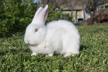 Wall Mural - White rabbit with long ears