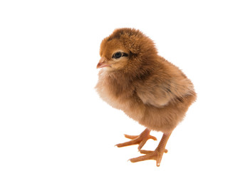 Poster - a chicken isolated