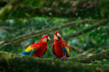 Pair of big parrot Scarlet Macaw, Ara macao, two birds sitting on branch, Brazil. Wildlife love scene from tropic forest nature. Two beautiful parrot on tree branch in nature habitat. Green habitat.