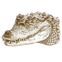 Engraving Illustration Of Crocodile Head