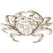 engraving illustration of crab