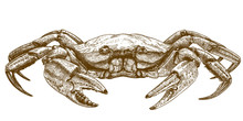 Etching Illustration Of Crab