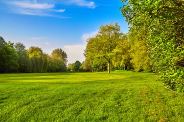 Wall Mural - green grass field meadow. landscape panorama