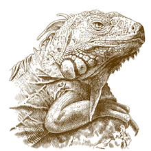 Engraving  Illustration Of Iguana Head