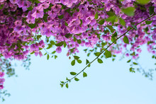 Flowering Bougainvillea Branches Against The Sky