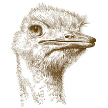 Engraving Illustration Of Ostrich Head