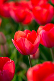 Fototapeta Tulipany - Beautiful red tulips in nature