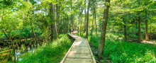 Motion Blurred People Jogging On Nature Trail Boardwalk With Bald Cypress Trees Growing At Jesse Park & Nature Center In Texas, US. Outdoor Recreational Activities, Human And Nature Contact. Panorama