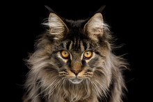 Close-up Portrait Of Expression Maine Coon Cat Stare Isolated On Black Background, Front View
