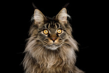 Close-up Portrait Of Huge Maine Coon Cat Stare Isolated On Black Background, Front View