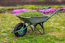 Closeup Vintage Wheelbarrow Full Of Grass At Spring Garden Background.