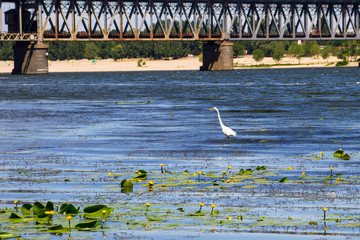 Poster - Little egret or white heron (Egretta garzetta) on the river Dnieper