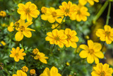 Fototapeta Kwiaty - yellow Bidens