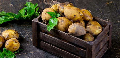 Wall Mural - Raw potatoes