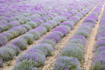 Lavender field in purple bloom in Piedmont, Italy