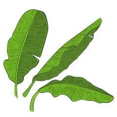 Wall Mural - Banana leaves vector