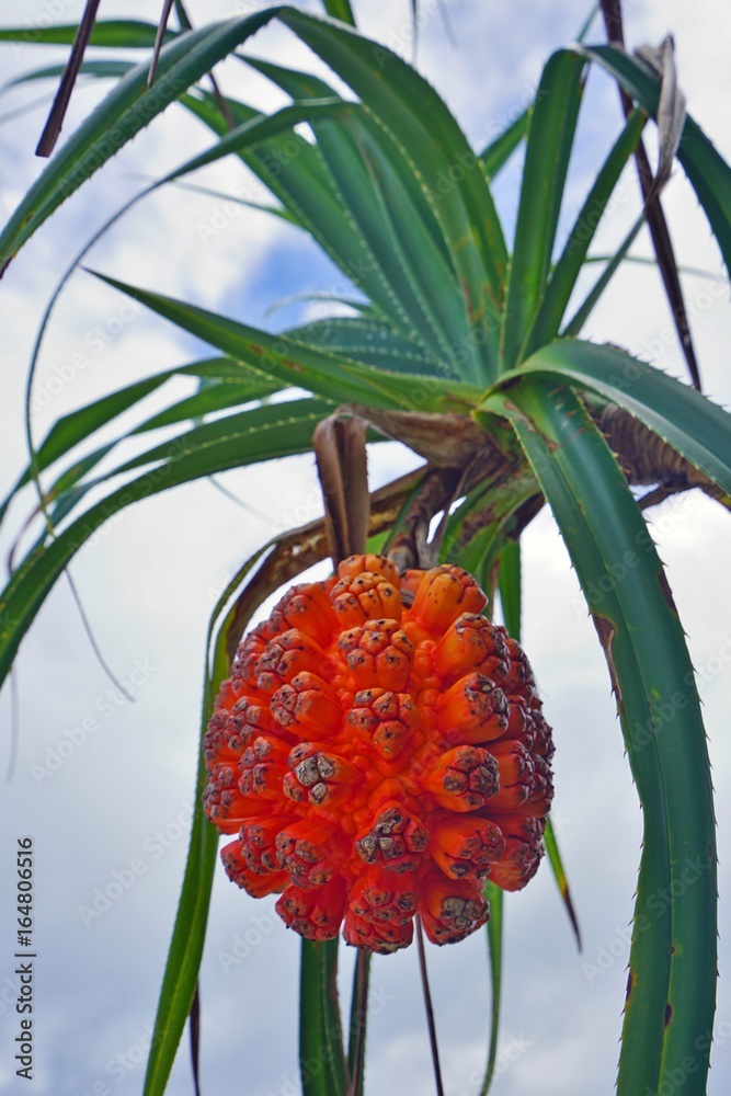 Adan fruit (monstera deliciosa) growing on a tree in Okinawa, Japan ...