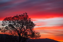 Eucalyptus Tree Silhouette Closeup At Vivid Sunset With Copy Space