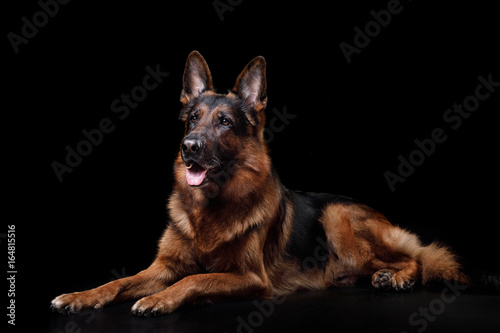 Cuadros en Lienzo Dog German shepherd on a black background