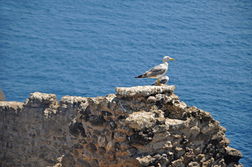 Wall Mural - Seagull on the wall of the Aragonese castle on the background of blue sea