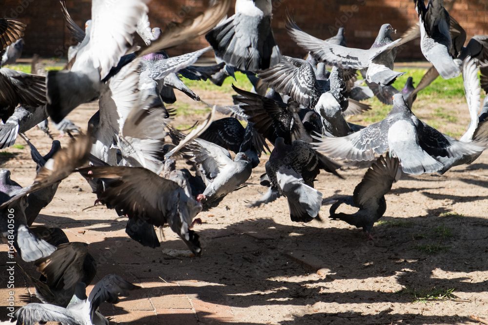 Flock of pigeons startled and launching into the air Stock Photo ...