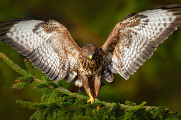 buzzard in fly.bird of prey common buzzard, buteo buteo, sitting on coniferous spruce tree branch. b