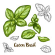 Full color realistic sketch illustration of green basil