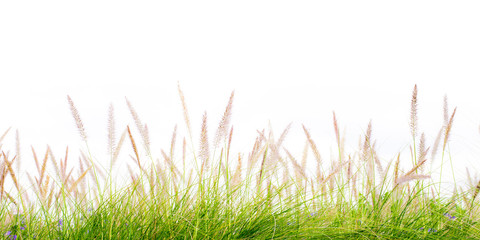 flower green grass fresh spring isolated backgroundsflower green grass fresh spring