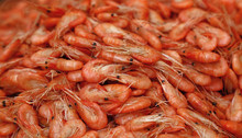 Fresh Boiled Pink Small Shrimps Close Up