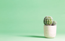 Cactus Plant On A Pastel Green Background