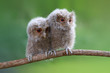 Cute baby owl on branch
