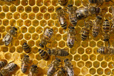 Fototapeta Zwierzęta - Bees, nectar and larvae