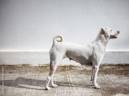 Fotografie, Obraz White Dog bitches pet Standing gracefully is looking at the light feeling happy in the morning