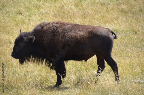 Plakat Odludny bizon w Yellowstone parku narodowym