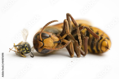 Fotografie, Obraz Size comparison of European Hornet (vespa cabro) and Common Wasp (vespula vulgar
