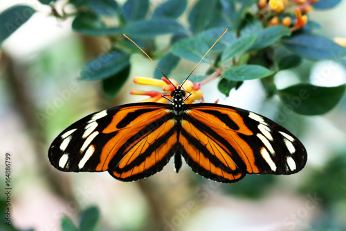 motyl-tygrysi-zbierajacy-pokarm-z-kwiatu