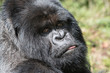 © Fred - Gorilla sticking out tongue