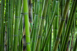 Fototapeta Sypialnia - the bamboo forest