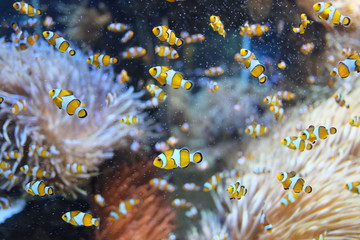 Poisson-clowns en aquarium 