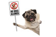 smiling pug puppy dog holding up prohibitory no dogs allowed sign, isolated on white background
