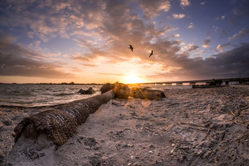 Wall Mural - Sunrise in Florida