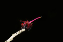 Take A Close-up Of A Red Dragonfly