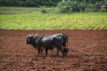 Oxen Plowing Fields In Vinales Valley Cuba
