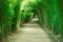 Walkway Tunnel Of Green Trees