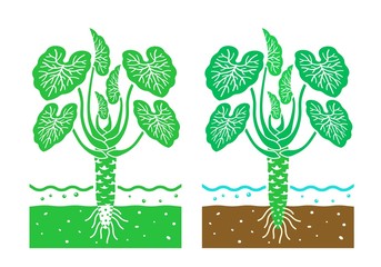 wasabi plant with leaves,vector illustration