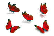Fifth Red Butterfly