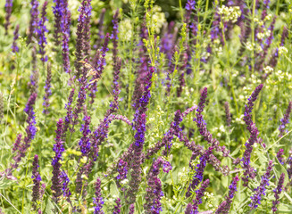 Wall Mural - sunny violet flowers