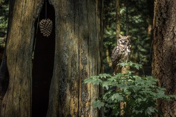 Owl in Canadian rainforest