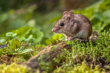 Wall Mural - Wood mouse on forest floor